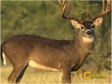 Caldwell “The Natural Series” Whitetail Deer Target